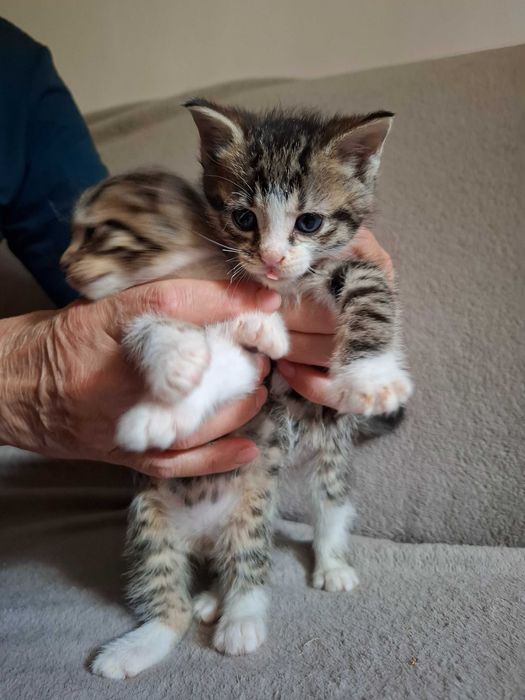 Pui de pisica donatie
