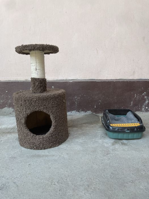 Mushuk ini pachti ishlatilmagan