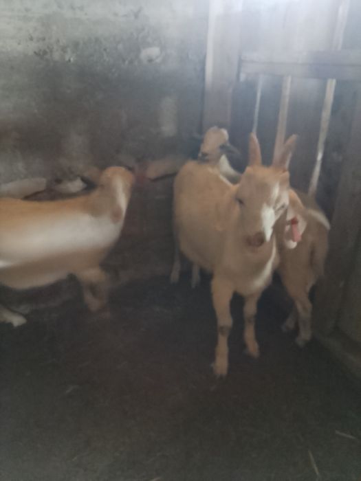 Продам козел альпииски 4месяц