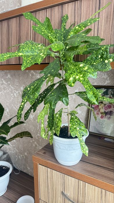 Продам Кротончики