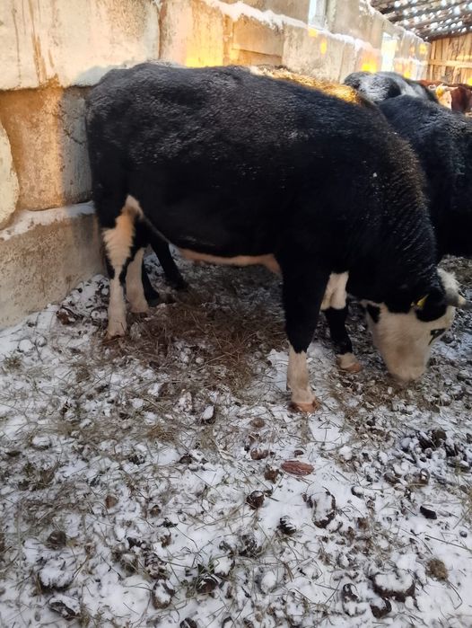 Продам бычков 10 голов