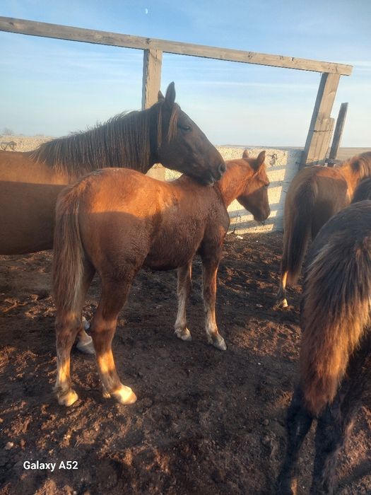 Жабагылар жабагылар жабагылар