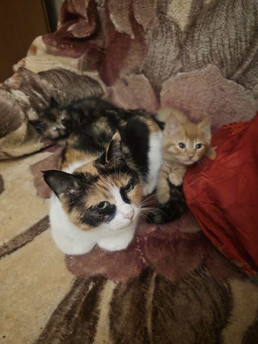 Отдам котят бесплатно