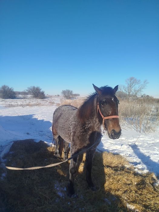 Продам кобыл жеребые с жеребятами.