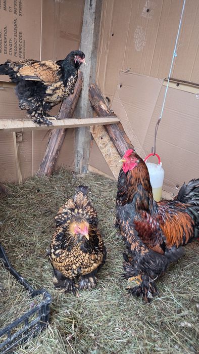 2 familii de brahma, albastru și gold