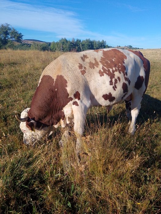 De vânzare taur bălțat mai multe detalii la tel.