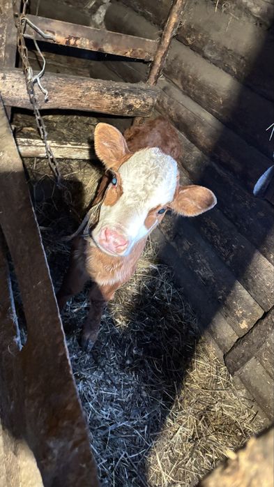 Продам телочку больше месяца