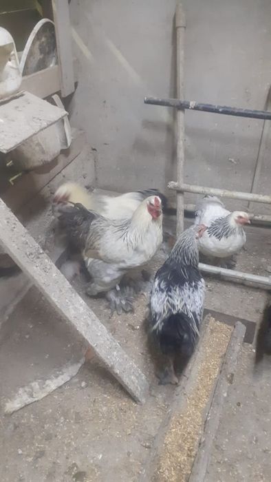 Петушки Брама Крупные