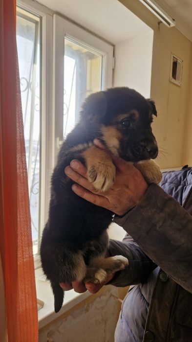 Отдам щенков в добрые руки