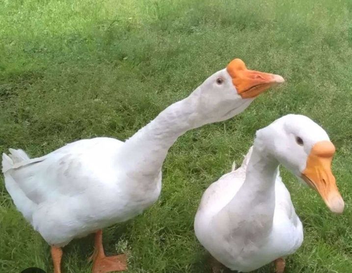 Продам гусей. Қаздар