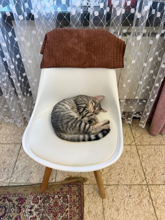 Кот шотландец 4,5 месяца