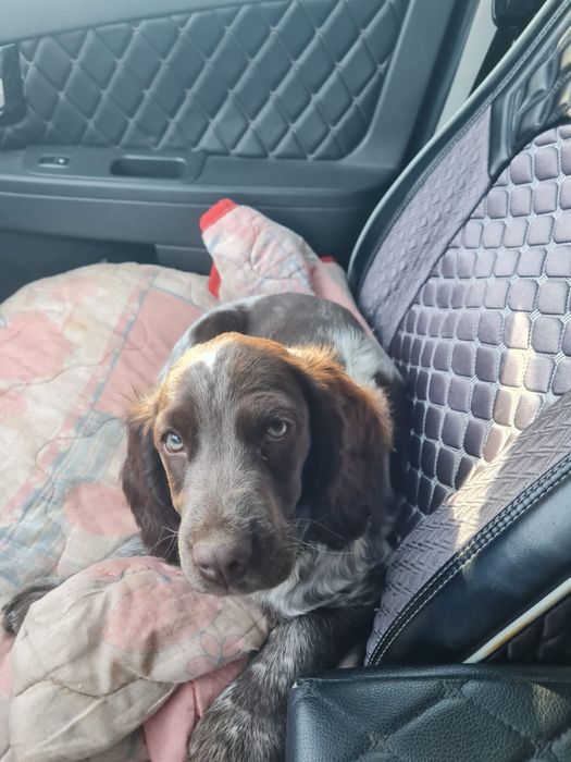 Щенок (русский спаниэль)