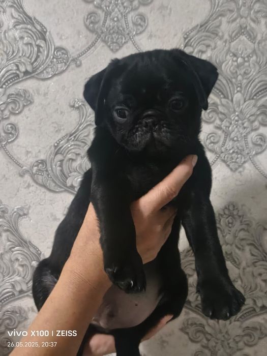 Очаровательные щенки мопса.