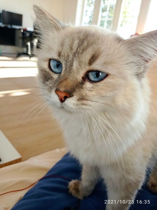 Невские маскарадные котята