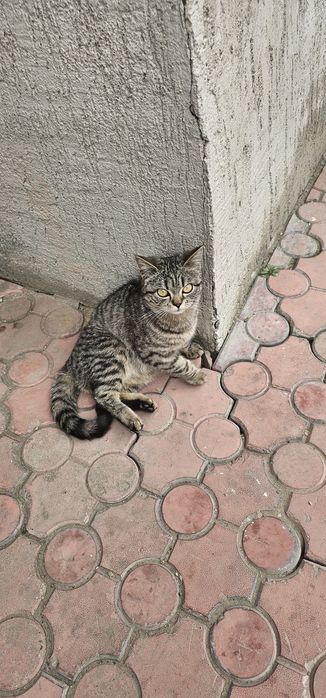 Отдам даром крысолов котенок