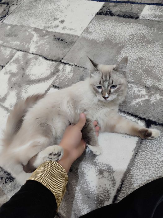 Невская маскарадная кошка