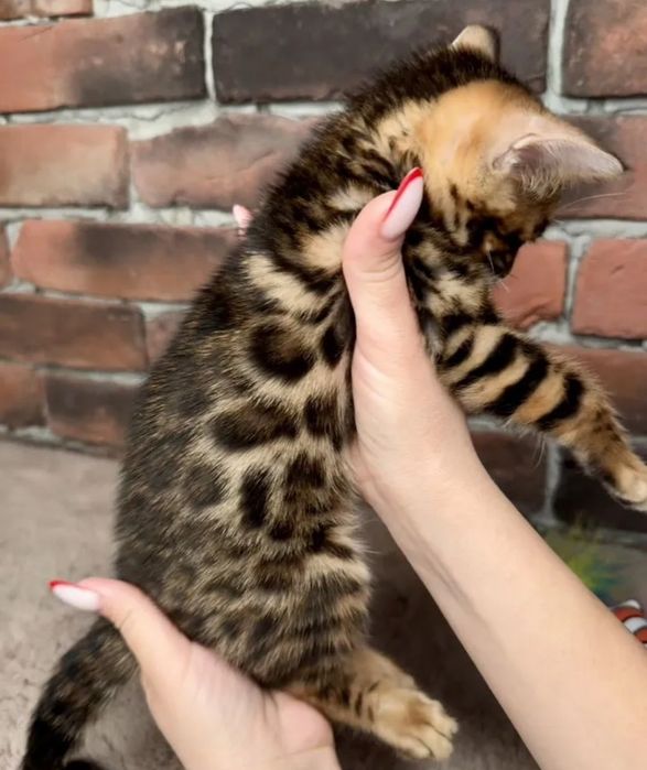 Бенгальские котята