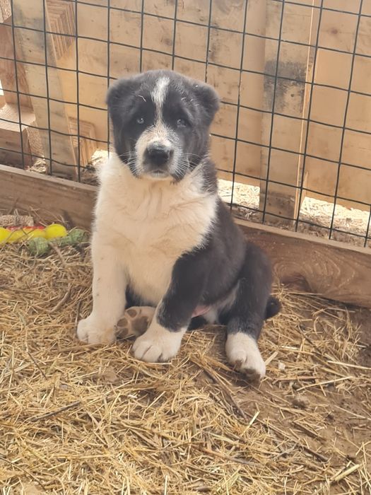 Щенки САО (Алабай)