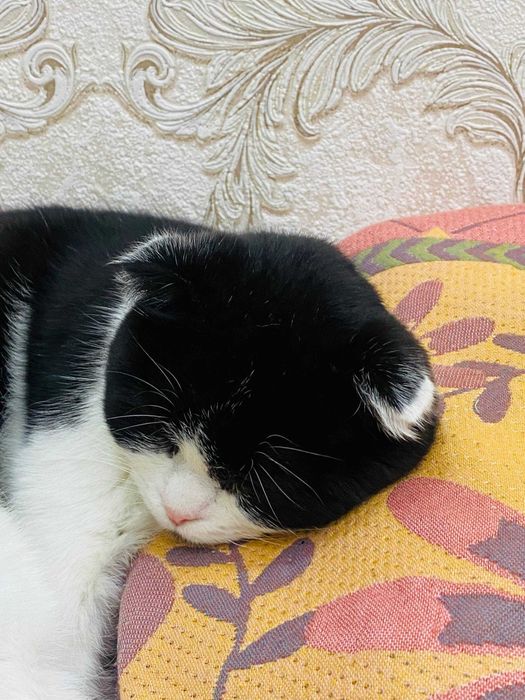 Mushuk sotiladi Scottish Fold 6 oylik