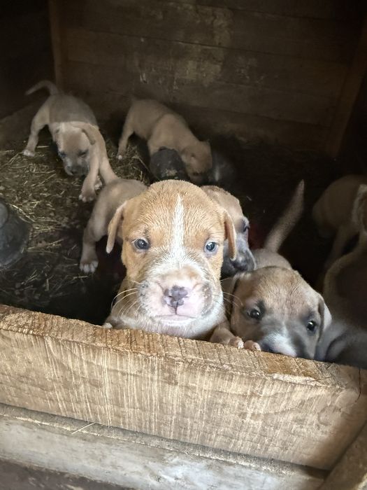 Pui amstaff american bull terrier