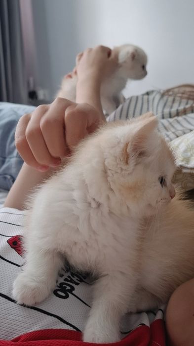 Мальчик, золотистого окраса