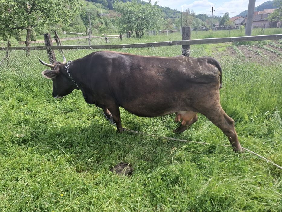 Vind vaca gestanta în 8 luni