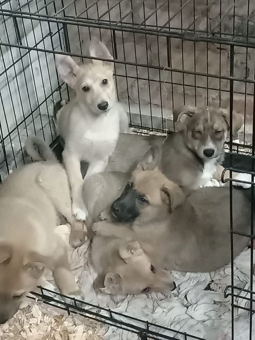 Отдам в добрые руки