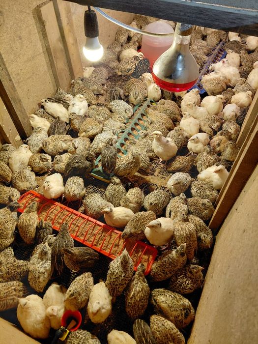 Prepelițe jumbo gold