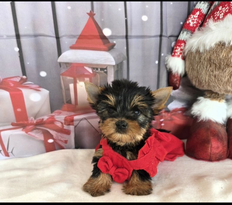 Йоркширски териер ,Йорки мини