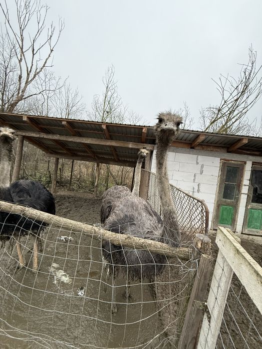 Vand Struti adulti 1 an si 8 luni