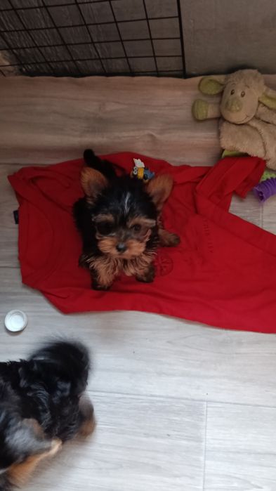 Йорк ширский терьер