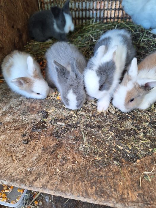 Iepurasi cap de leu pitic