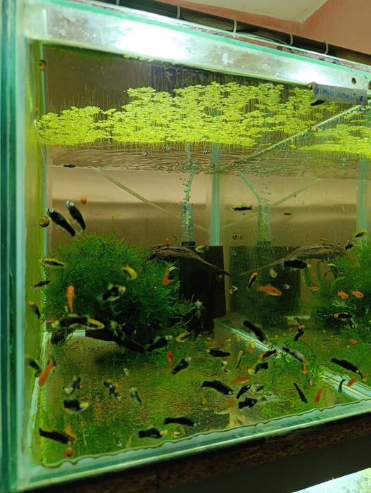 Plante,pești,acvariu,gradina cu pesti