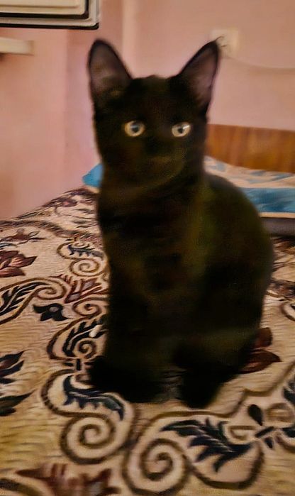 Котёнок бесплатно