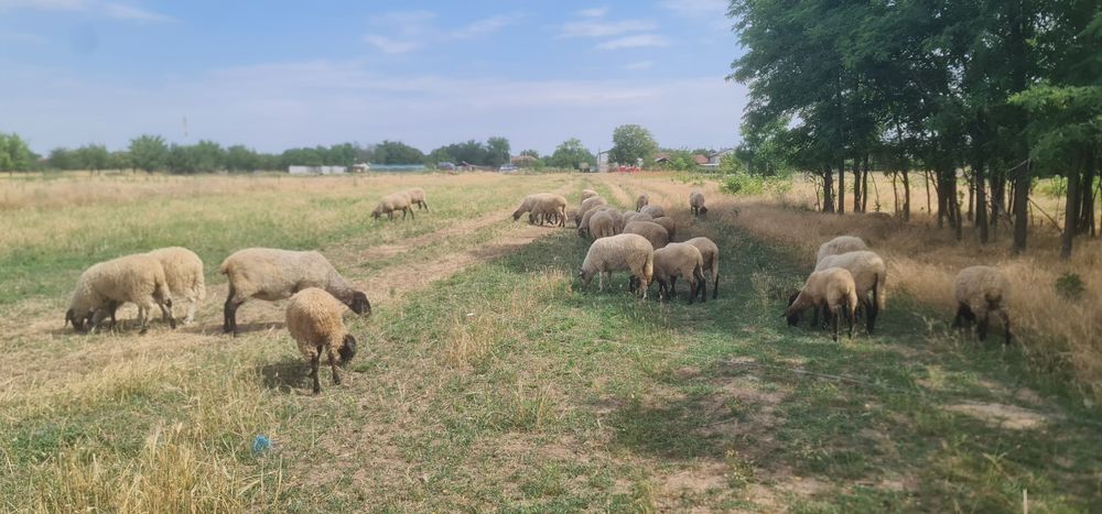 Oi suffolk și carabase  de vanzare