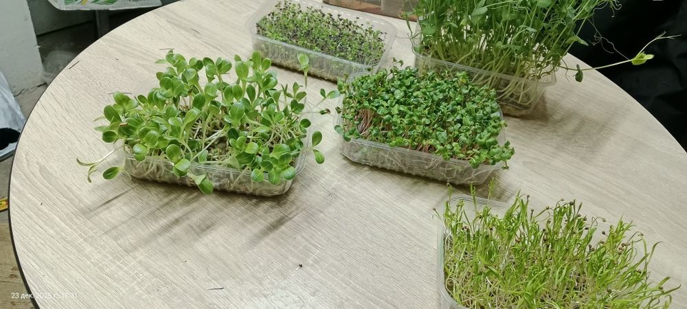 Ферма по выращиванию МикроЗелени