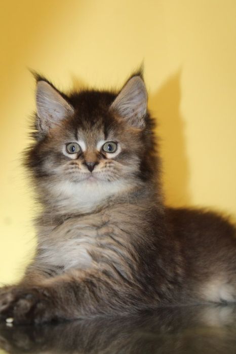 Мейн-кун мальчик