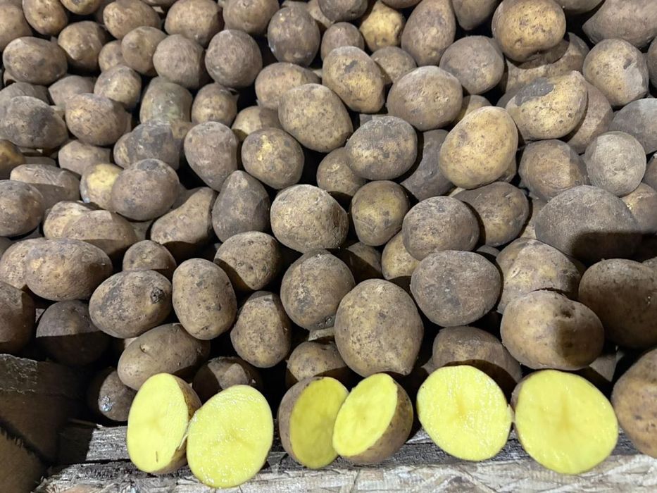 Продам картофель оптом