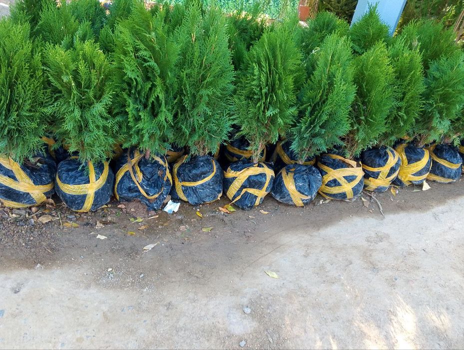 Gazon archa va gullar lanshat qilamiz