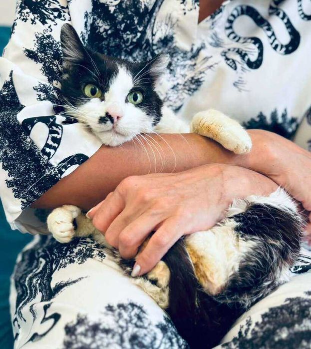 Коте Монси търси дом