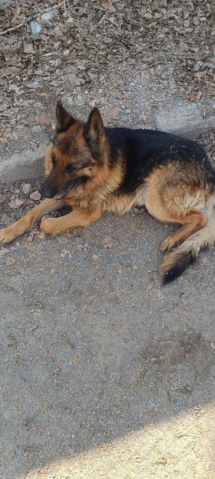 Найден овчар кобель