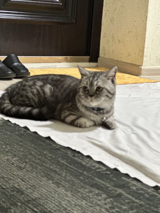 Британский Шиншила