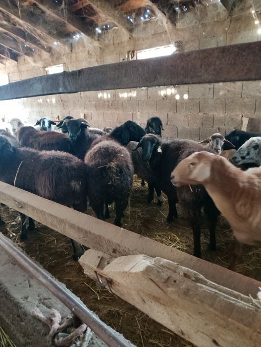 Продаются бараны