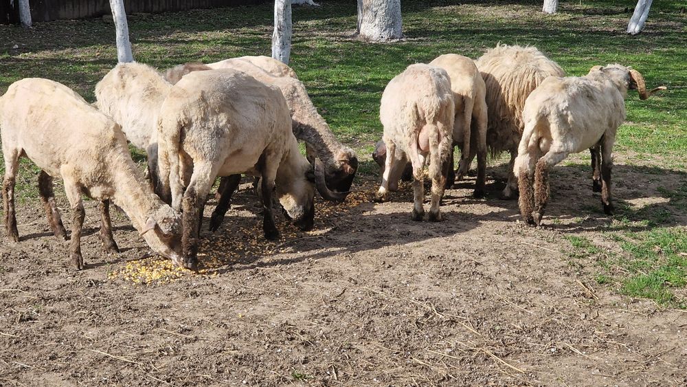 Berbeci si oi cu miei de vânzare
