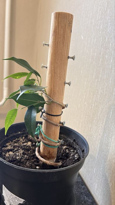 Фикус бенджамена спираль