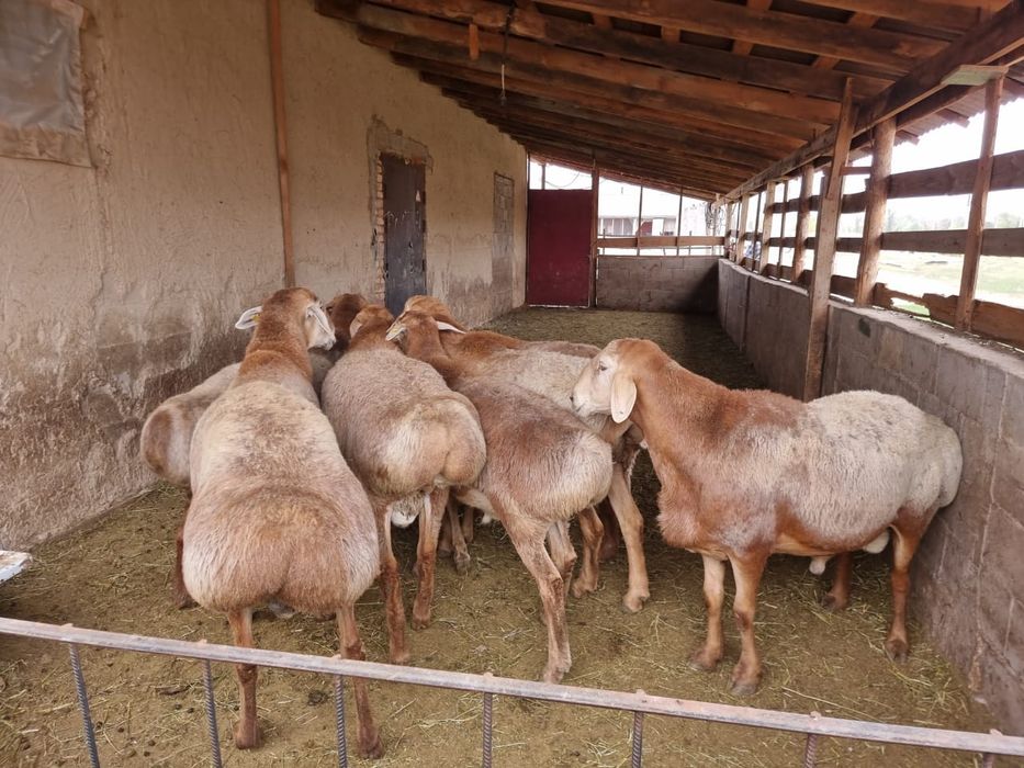 Бараны,қойлар,тоқтылар