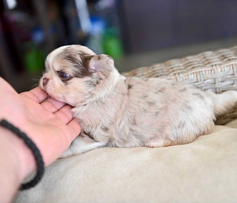 Мъжко дългокосместо мини чихуахуа шоколадово мерле