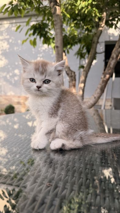 Котята от британской и шотландской вислоухой