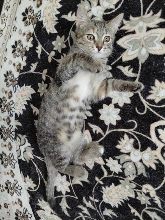 Отдам кошку бесплатно