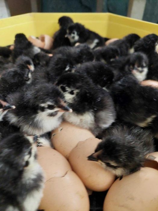 Pui de găină Australorp negru